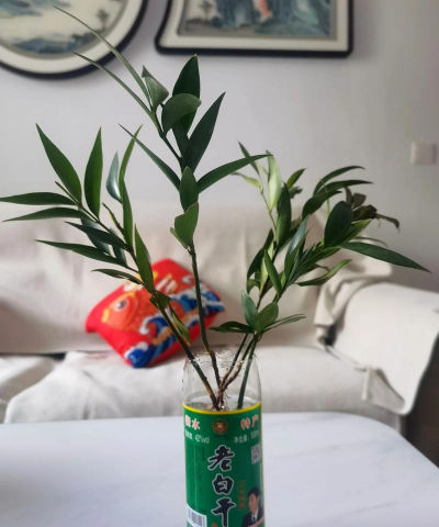 养花工具大全，新手必备清单，轻松打理花草