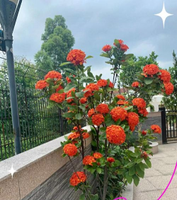 龙船花的养殖方法，轻松上手，花开不断