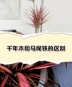 小众送妈妈的花有哪些花