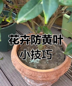 绿植花卉批发，货源怎么找，价格怎么谈
