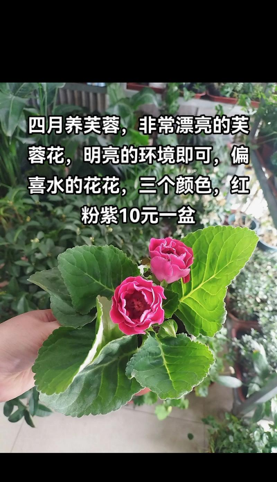 花卉花盆，选对材质，养花更轻松