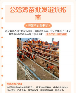 花卉花盆，选对材质，养花更轻松