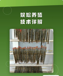 花卉花盆，选对材质，养花更轻松