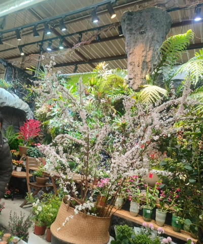 花卉花盆，选对材质，养花更轻松