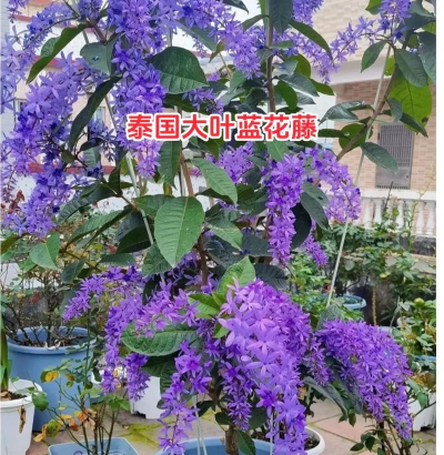 淡水养殖对虾，掌握关键技巧，实现稳定收益