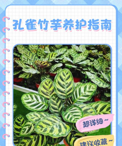 孔雀竹芋的养殖方法，轻松掌握技巧，避免常见误区