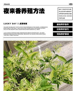 养花寄语，传递美好情感，点缀生活空间