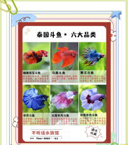 养花语录，记录美好瞬间，传递生活感悟