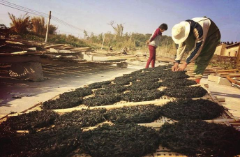 养花语录，记录美好瞬间，传递生活感悟