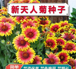 天人菊什么时候播种