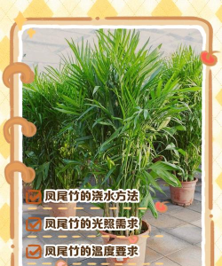 凤尾竹的养殖方法和注意事项，轻松上手，避免常见误区