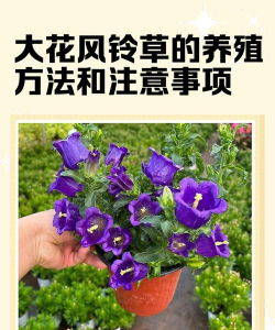 风铃草的养殖方法和注意事项，轻松上手，花开不断
