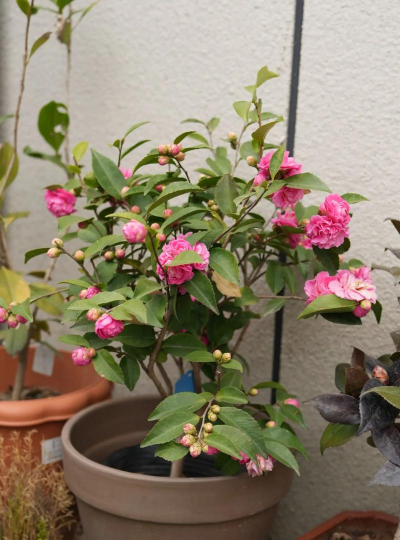 养花工具大全，新手必备清单，轻松打理花草