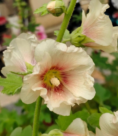 小众送妈妈的花有哪些花