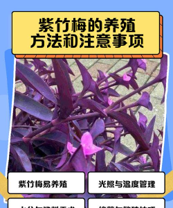 养花工具大全，新手必备清单，轻松打理花草