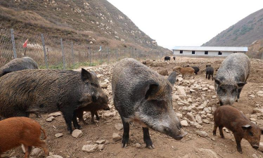 野猪养殖场，选址很关键，管理要跟上