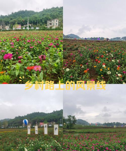 白市驿花卉园基地，赏花好去处，游玩全攻略