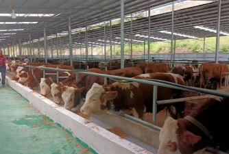 广西肉牛养殖，场地选择关键，饲料搭配重要