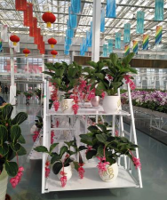 天津滨海花卉科技园，赏花好去处，亲子游玩推荐