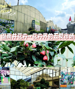 绿植花卉批发，货源怎么找，价格怎么谈