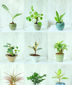 绿植花卉批发，货源怎么找，价格怎么谈