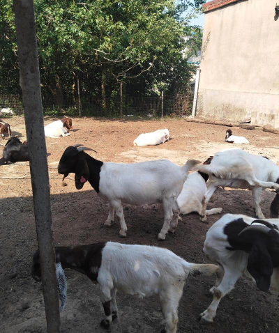 淡水养殖对虾，掌握关键技巧，实现稳定收益