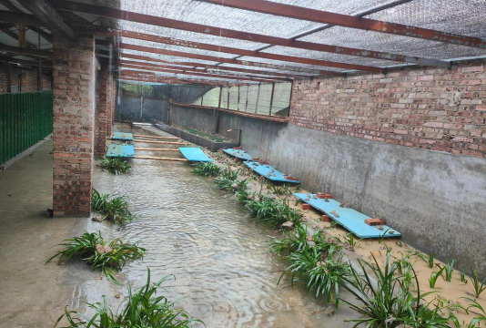 淡水养殖对虾，掌握关键技巧，实现稳定收益