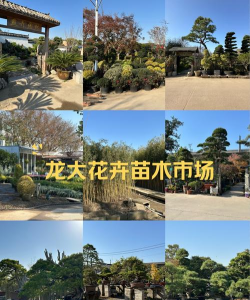 淡水养殖对虾，掌握关键技巧，实现稳定收益