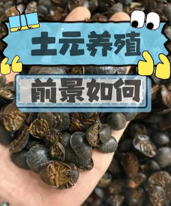 淡水养殖对虾，掌握关键技巧，实现稳定收益