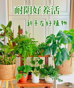 怎么养花盆植物，新手入门指南，轻松养活不费力