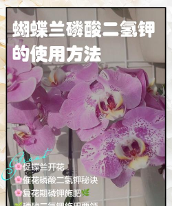 怎么养花盆植物，新手入门指南，轻松养活不费力