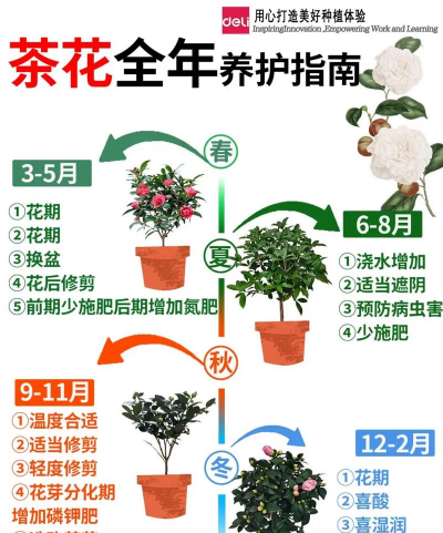 怎么养花盆植物，新手入门指南，轻松养活不费力