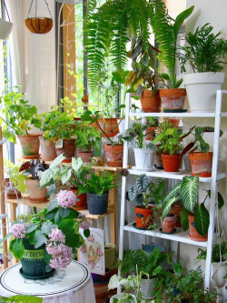 锯末可以养花吗，改善土壤透气，注意发酵处理