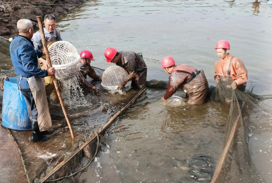 锯末可以养花吗，改善土壤透气，注意发酵处理