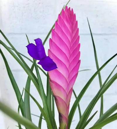 怎么养花盆植物，新手入门指南，轻松养活不费力