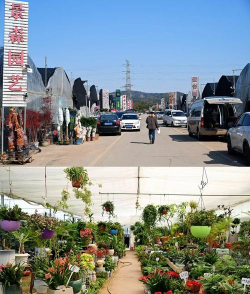 花卉市场在哪，寻找方便地点，满足日常需求