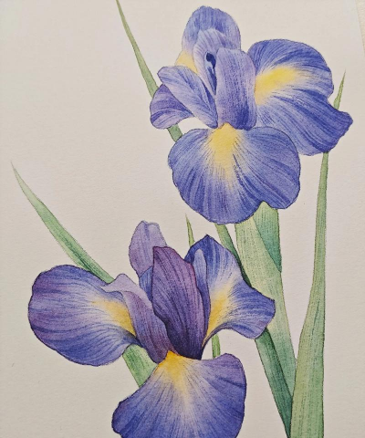 水彩花卉，入门技巧，轻松上手