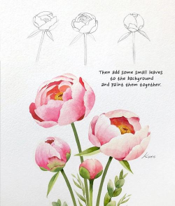 绿植花卉批发，货源怎么找，价格怎么谈