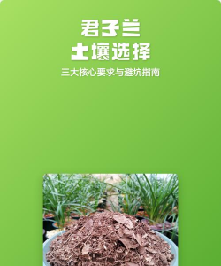 花卉花盆，选对材质，养花更轻松