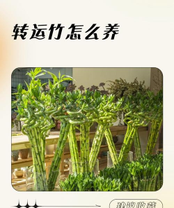 花卉花盆，选对材质，养花更轻松