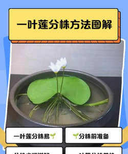 花卉花盆，选对材质，养花更轻松