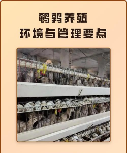 鹌鹑养殖技术，掌握关键要点，实现高效养殖