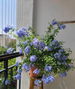 六月雪的养殖方法和注意事项，轻松上手，花开满枝