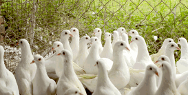 淡水养殖对虾，掌握关键技巧，实现稳定收益