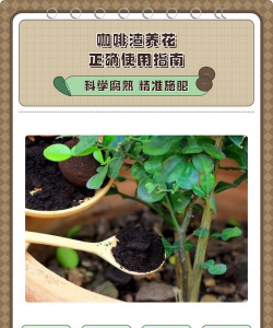 淡水养殖对虾，掌握关键技巧，实现稳定收益