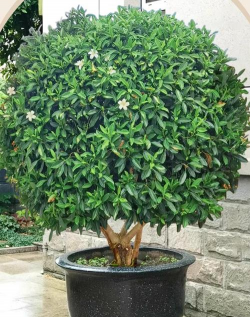 立体养花，节省空间，美化环境