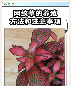 立体养花，节省空间，美化环境