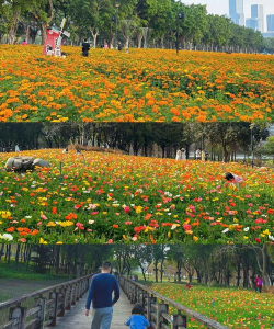 立体养花，节省空间，美化环境