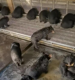 红色花卉，点亮家居氛围，增添生活色彩