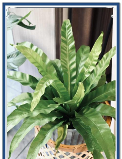 绿植花卉批发，货源怎么找，价格怎么谈